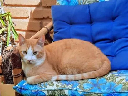 Gato raça SRD-ViraLata idade 4 anos nome Miguel