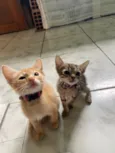 Pretchoca e felícia 