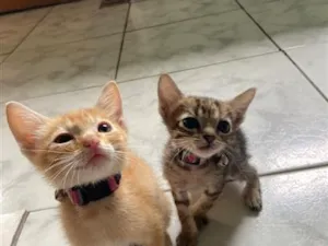 Gato raça SRD-ViraLata idade 2 a 6 meses nome Pretchoca e felícia 