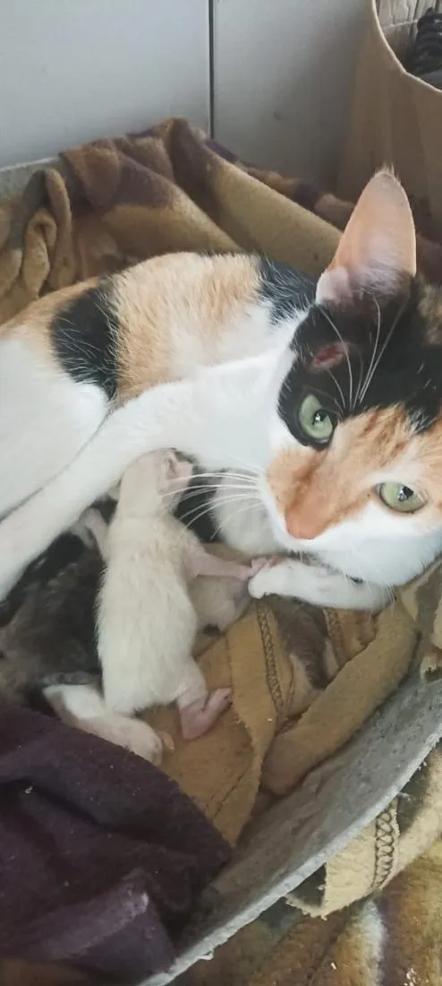 Gato raça SRD-ViraLata idade Abaixo de 2 meses nome Filhotes ou Mamãe (Adote)