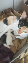 Filhotes ou Mamãe (Adote)