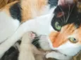 Filhotes ou Mamãe (Adote)