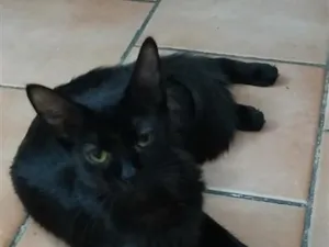 Gato raça SRD-ViraLata idade 2 anos nome Sofia