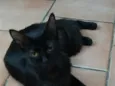 Sofia