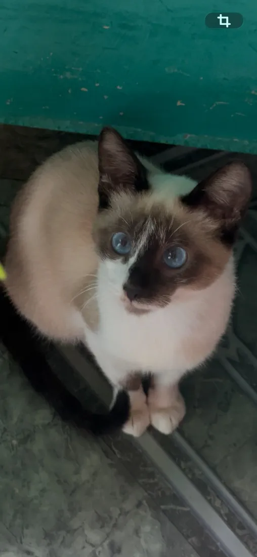Gato raça Siamês idade 2 a 6 meses nome Jully