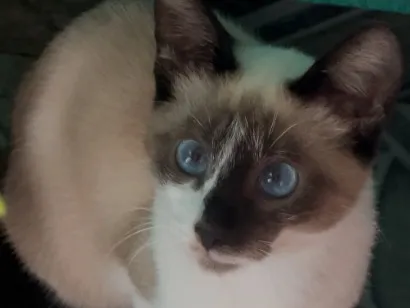 Gato raça Siamês idade 2 a 6 meses nome Jully