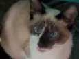 Jully