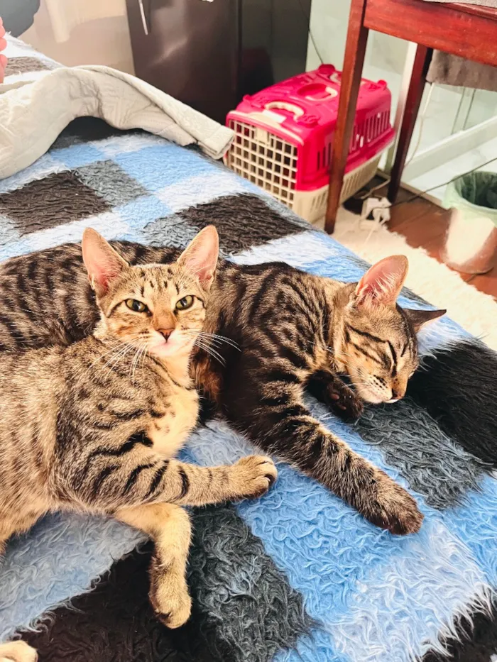 Gato raça SRD-ViraLata idade 1 ano nome Levi & pandora