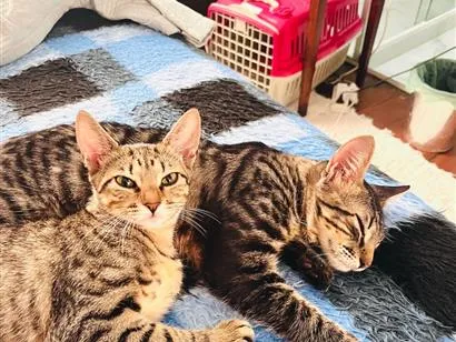 Gato raça SRD-ViraLata idade 1 ano nome Levi & pandora