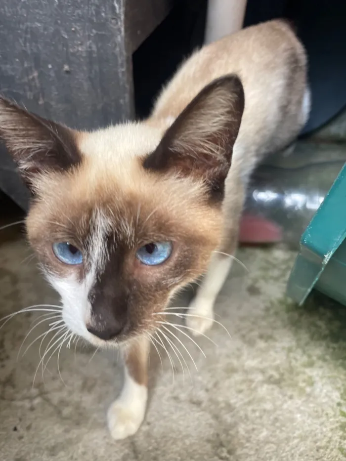 Gato raça Siamês idade 2 a 6 meses nome Jully