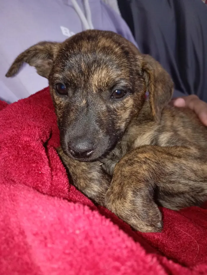 Cachorro raça SRD-ViraLata idade Abaixo de 2 meses nome Não tem nome