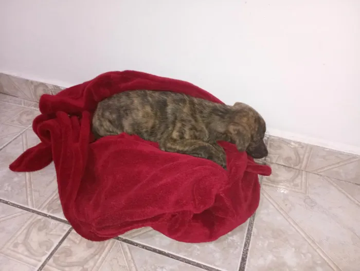 Cachorro raça SRD-ViraLata idade Abaixo de 2 meses nome Não tem nome