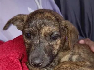 Cachorro raça SRD-ViraLata idade Abaixo de 2 meses nome Não tem nome