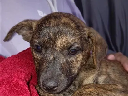 Cachorro raça SRD-ViraLata idade Abaixo de 2 meses nome Não tem nome