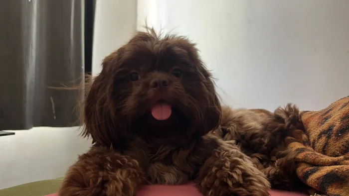 Cachorro raça Shitzu idade 1 ano nome J Hope
