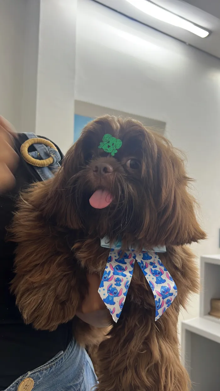 Cachorro raça Shitzu idade 1 ano nome J Hope