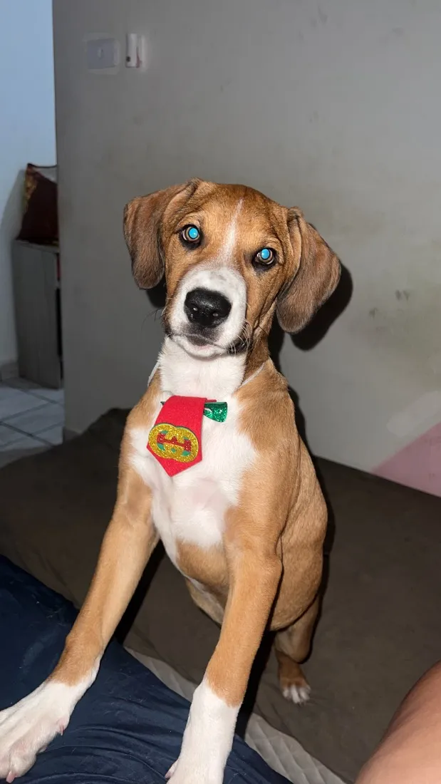 Cachorro raça SRD-ViraLata idade 1 ano nome Bruno