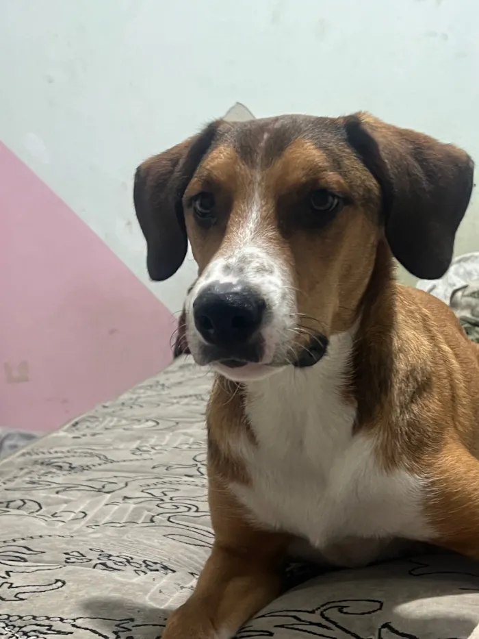 Cachorro raça SRD-ViraLata idade 1 ano nome Bruno