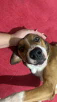 Bruno