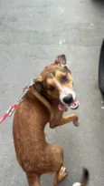 Bruno