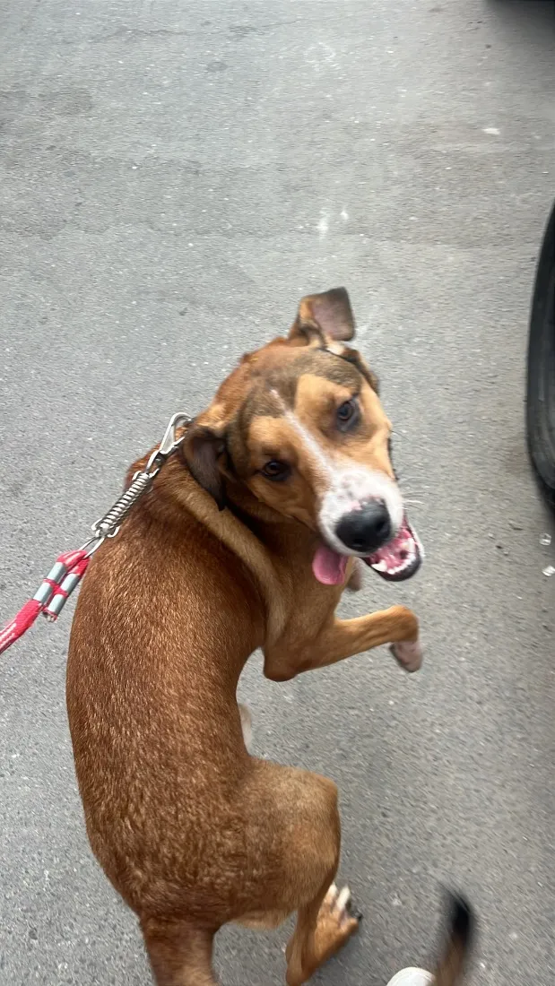 Cachorro raça SRD-ViraLata idade 1 ano nome Bruno