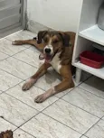 Bruno