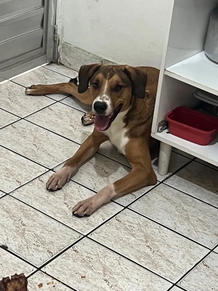 Cachorro raça SRD-ViraLata idade 1 ano nome Bruno