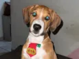 Bruno