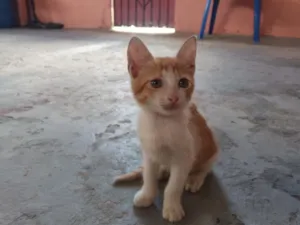 Gato raça SRD-ViraLata idade 2 a 6 meses nome Circe 