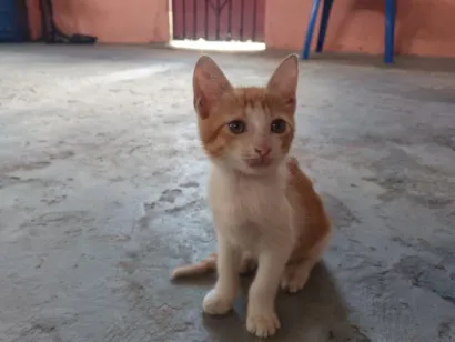 Gato raça SRD-ViraLata idade 2 a 6 meses nome Circe 