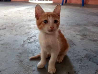 Gato raça SRD-ViraLata idade 2 a 6 meses nome Circe 