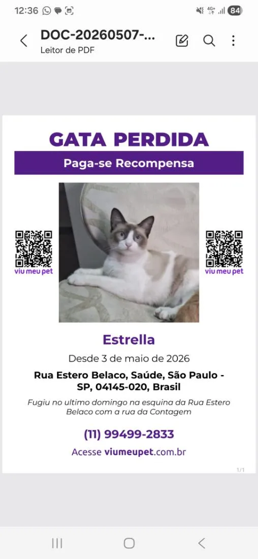 Gato raça SRD-ViraLata idade 3 anos nome Estrella