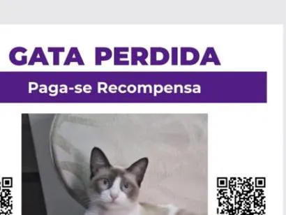 Gato raça SRD-ViraLata idade 3 anos nome Estrella