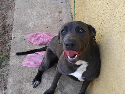 Cachorro raça SRD-ViraLata idade 7 a 11 meses nome Pipoka