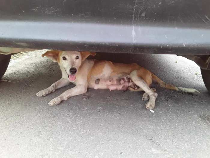 Cachorro raça SRD-ViraLata idade 1 ano nome Safira