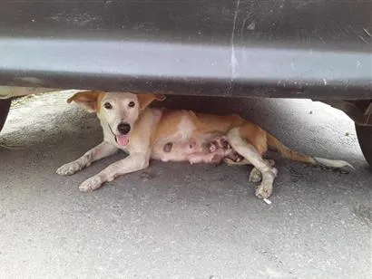 Cachorro raça SRD-ViraLata idade 1 ano nome Safira