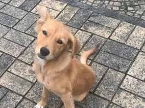 Cachorro raça SRD-ViraLata idade 2 a 6 meses nome Kilo