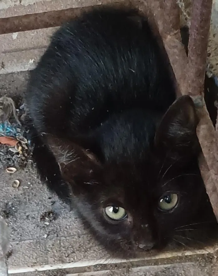 Gato raça SRD-ViraLata idade 2 a 6 meses nome não tem nome