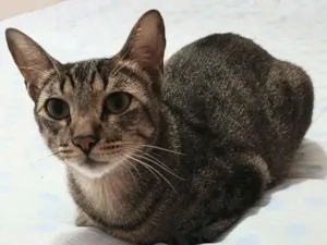Gato raça SRD-ViraLata idade 2 anos nome Theo 