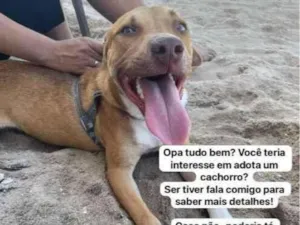 Cachorro raça SRD-ViraLata idade 1 ano nome rentaro