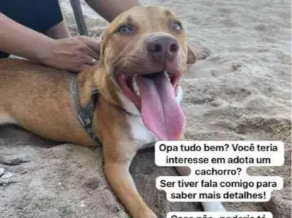 Cachorro raça SRD-ViraLata idade 1 ano nome rentaro