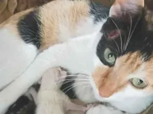 Gato raça SRD-ViraLata idade Abaixo de 2 meses nome Filhotes ou Mamãe (Adote)