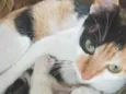 Filhotes ou Mamãe (Adote)