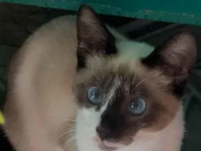 Gato raça Siamês idade 2 a 6 meses nome Jully