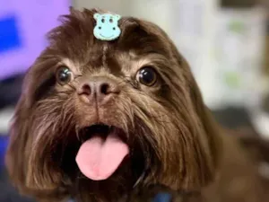 Cachorro raça Shitzu idade 1 ano nome J Hope