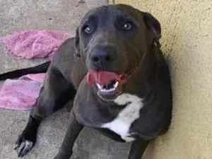 Cachorro raça SRD-ViraLata idade 7 a 11 meses nome Pipoka