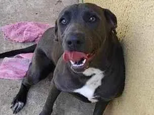 Cachorro raça SRD-ViraLata idade 7 a 11 meses nome Pipoka