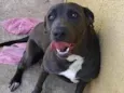 Pipoka