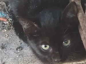 Gato raça SRD-ViraLata idade 2 a 6 meses nome não tem nome