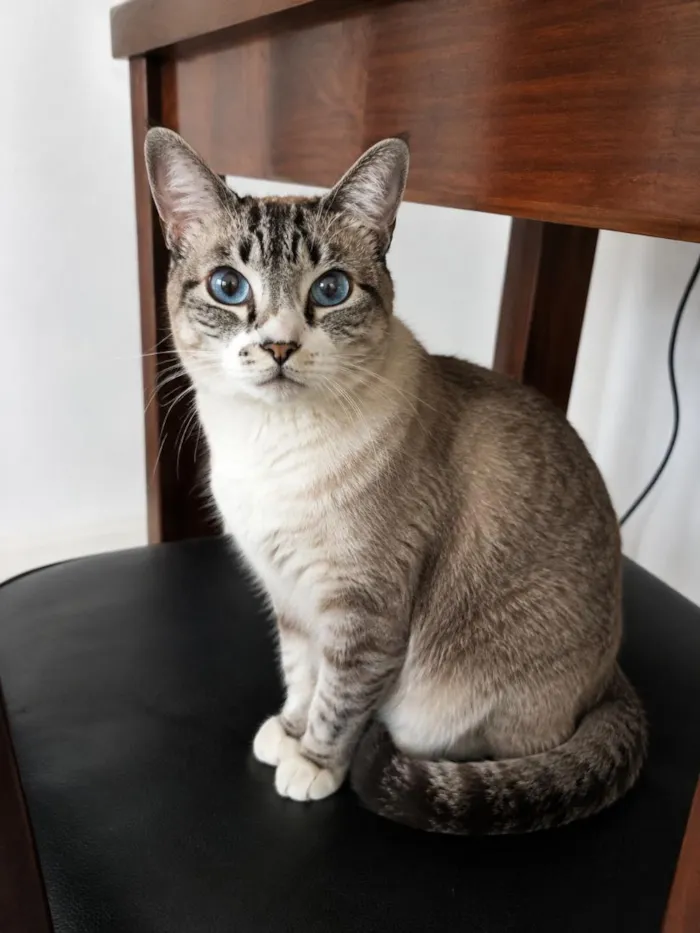 Gato raça SRD-ViraLata idade 2 anos nome Belinha